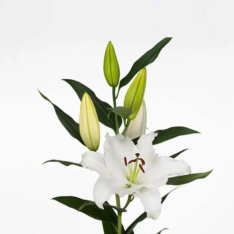 Персидская лилия с белыми цветами - белая