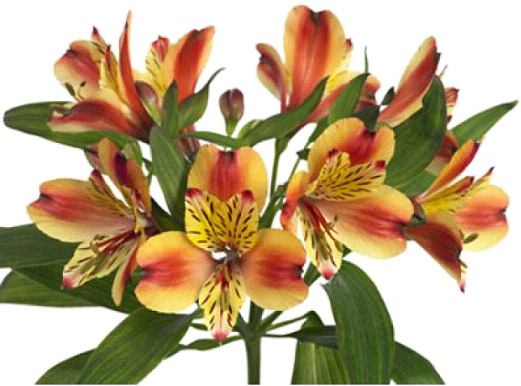 Alstroemeria Orange